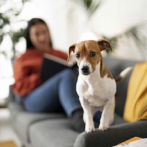 Melhores Práticas para Moradores de Condomínios com Pets